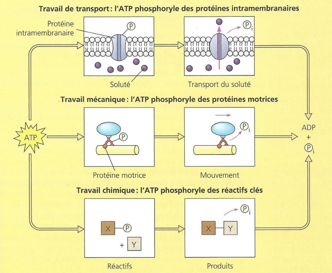 Schema des différentes actions des phosphates